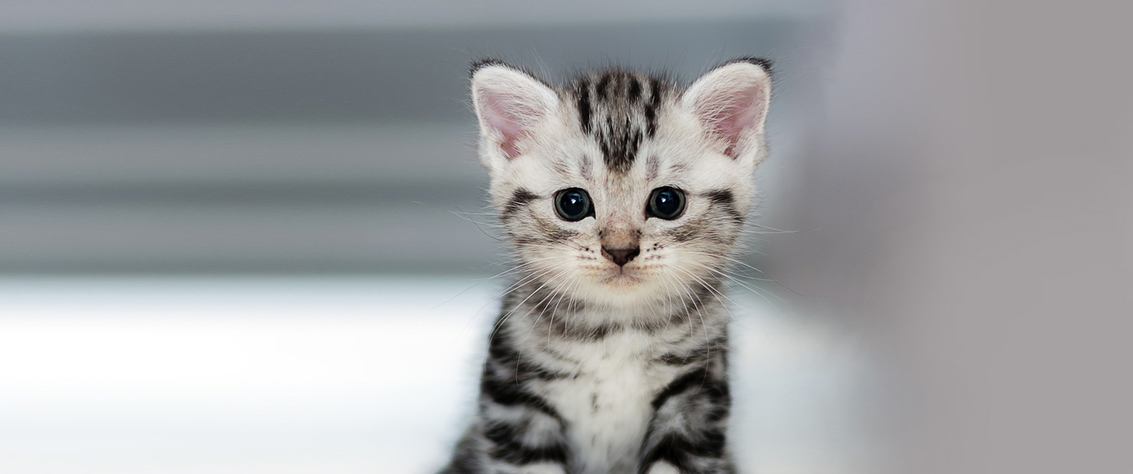 Adoptable Cats: Humane Society of 