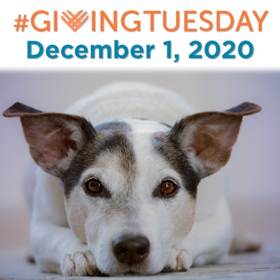 Support our lifesaving mission this #GivingTuesday!: Humane Society of  Summit County